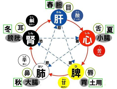 五行 胃|人身五行